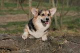 CORGI PEMBROKE 1401
